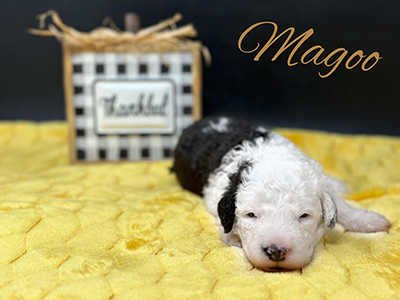 Magoo Puppy