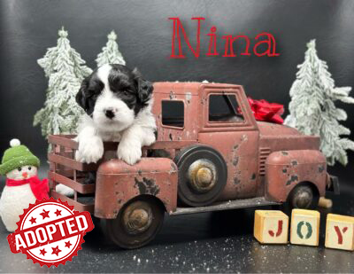 Nina Caminis Adopted