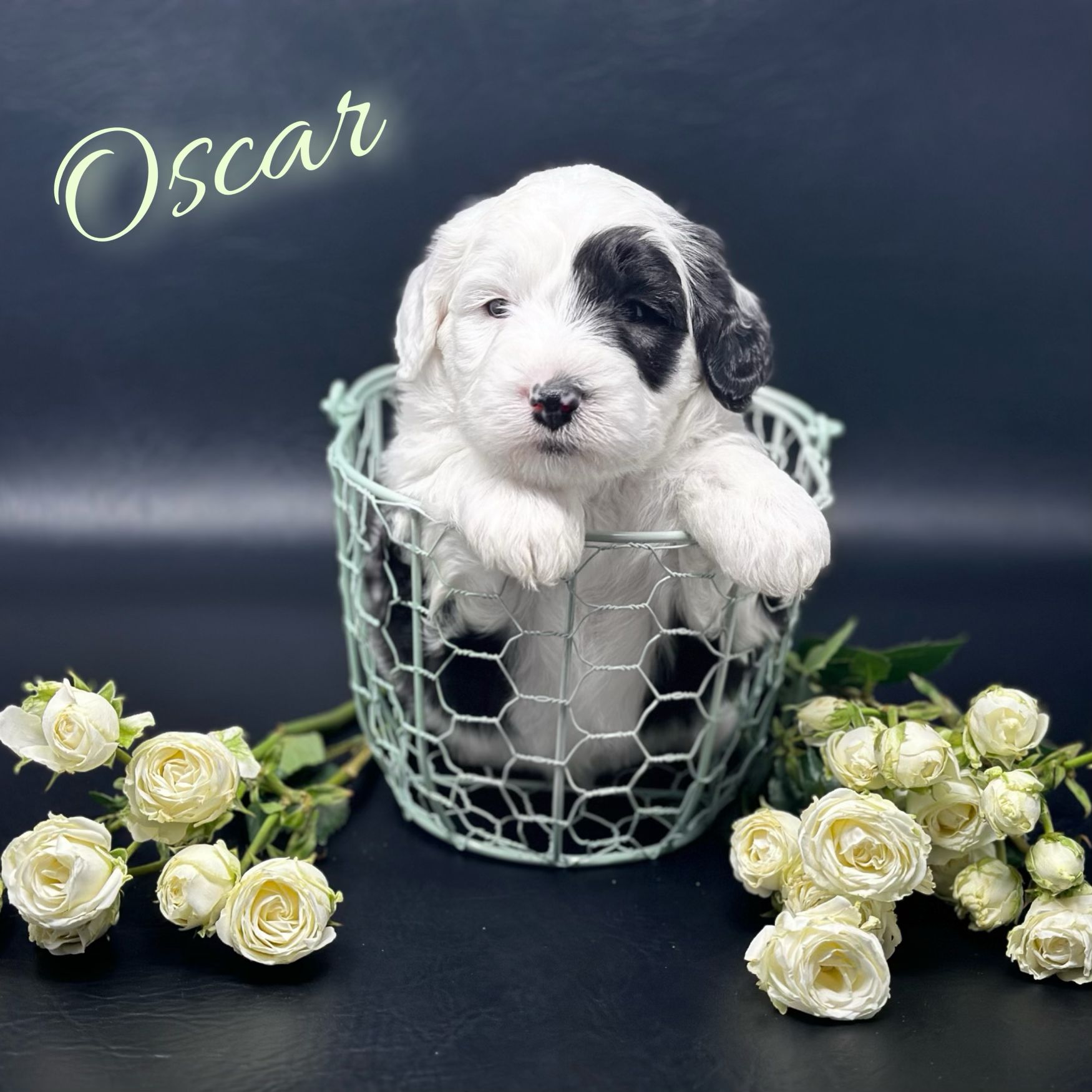 Oscar Litter
