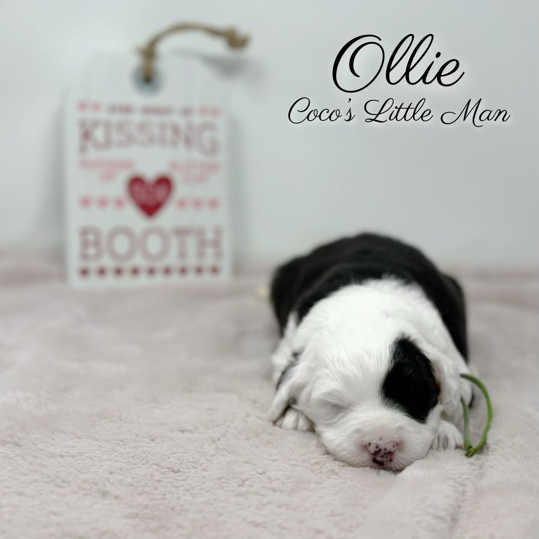 Ollie Coco's Little Man