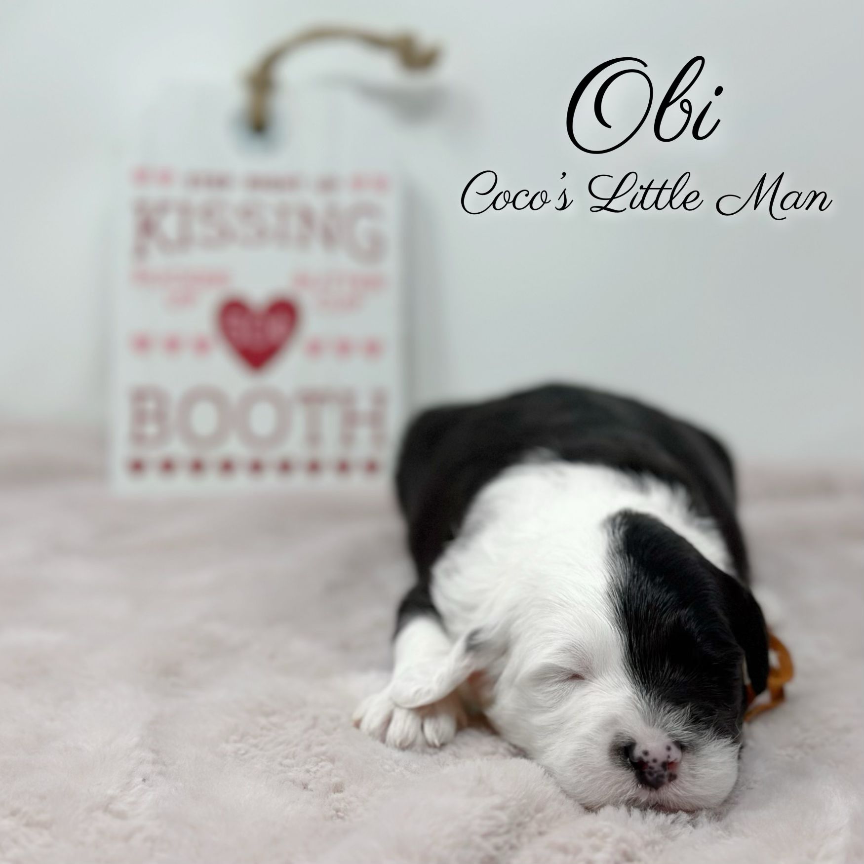 Obi Coco's Little Man