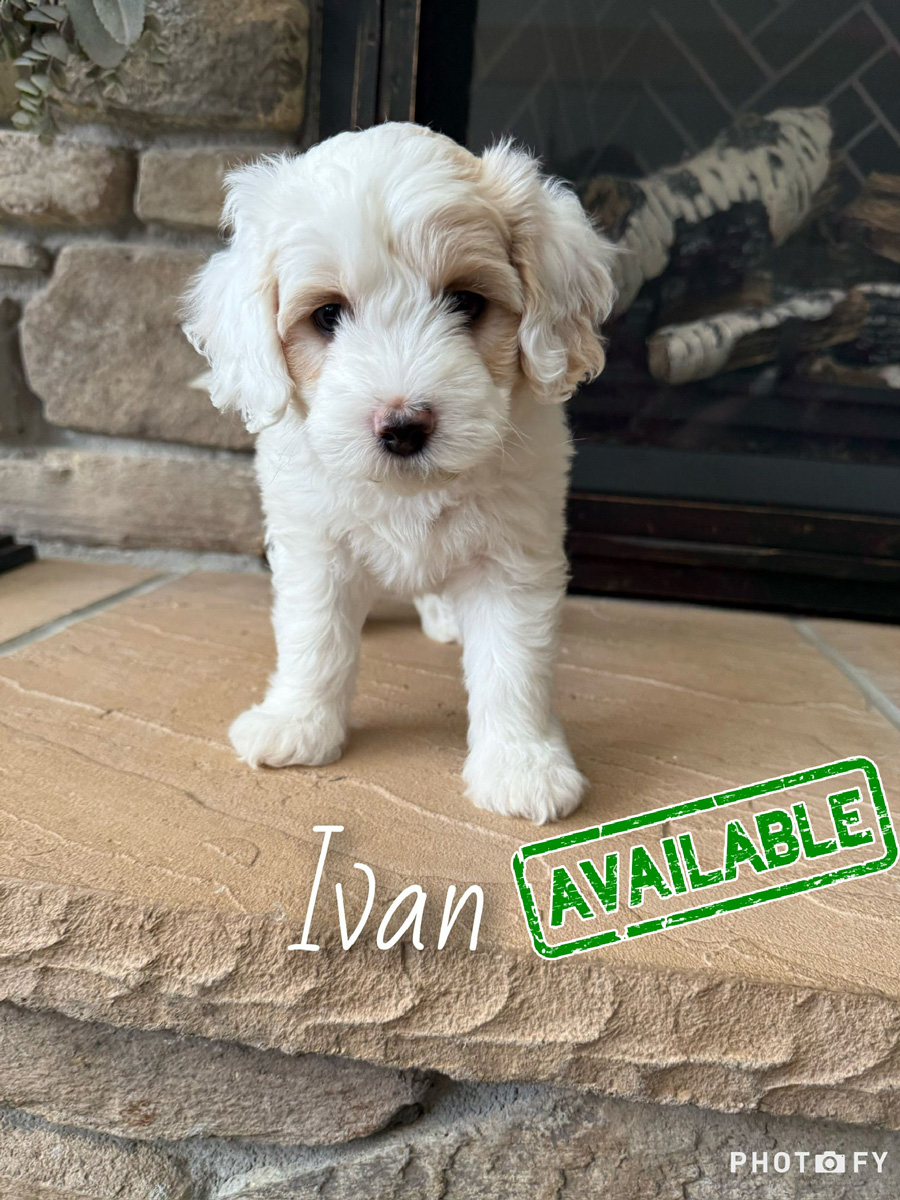 Ivan