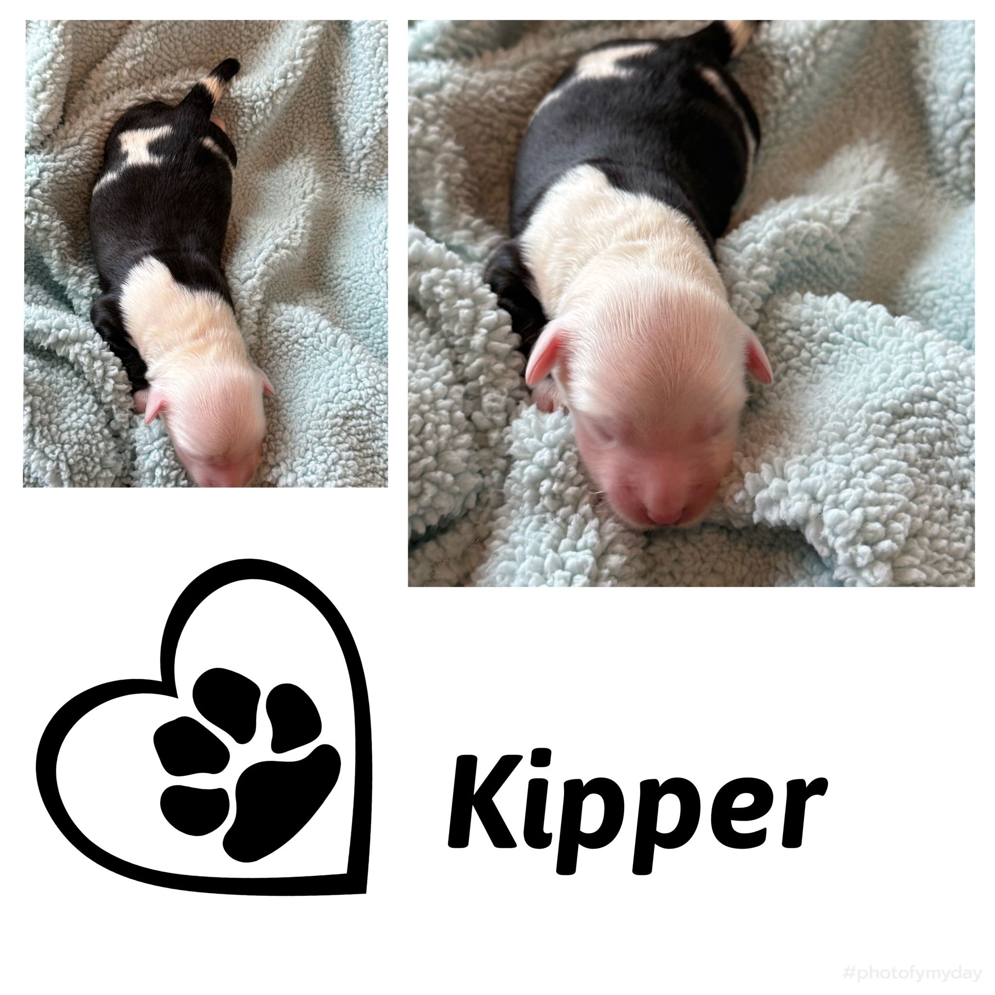 Kipper