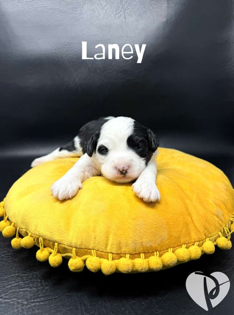 Laney