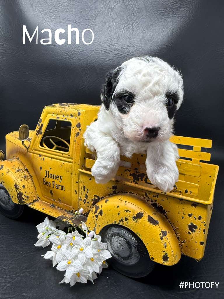Macho Litter