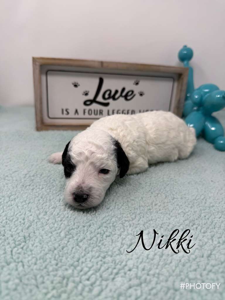 Nikki Litter