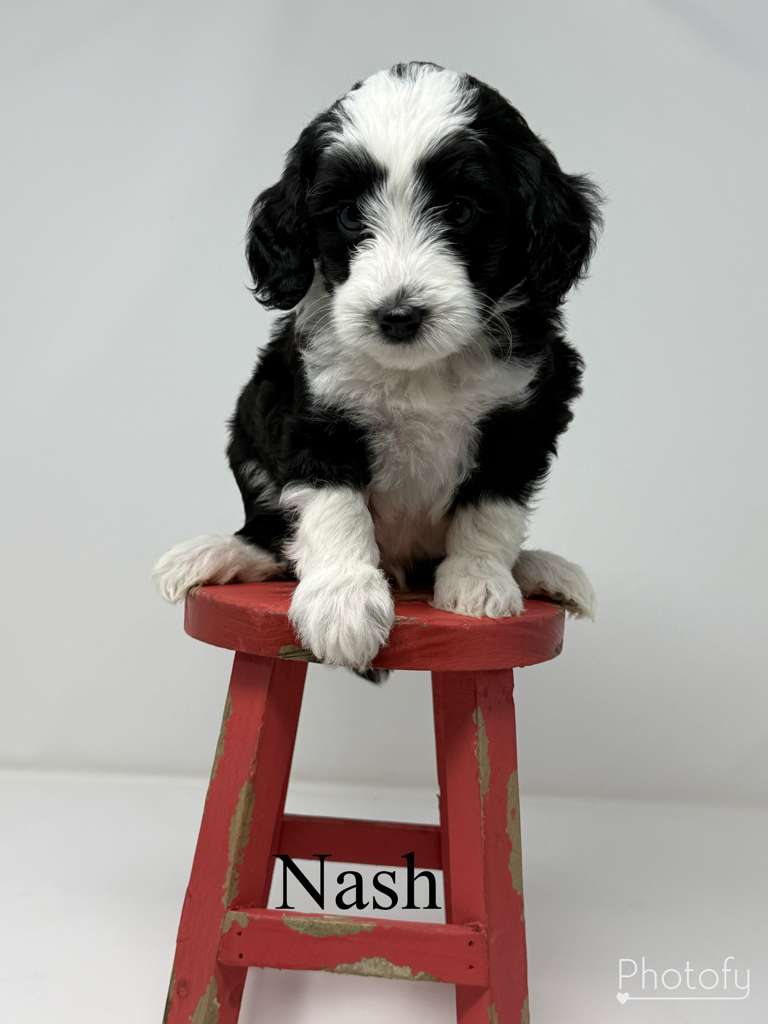 Nash Princess Lovey litter