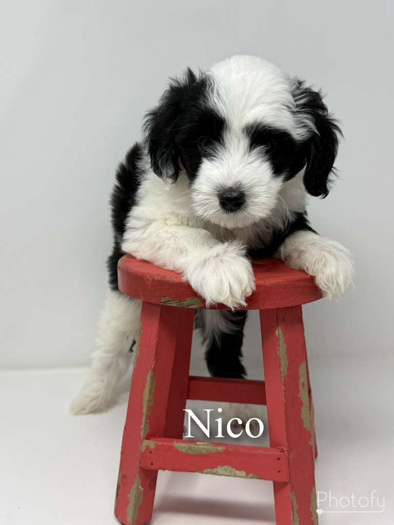 Nico Princess Lovey litter