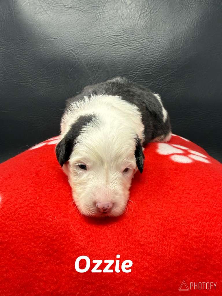 Princess Bella Litters