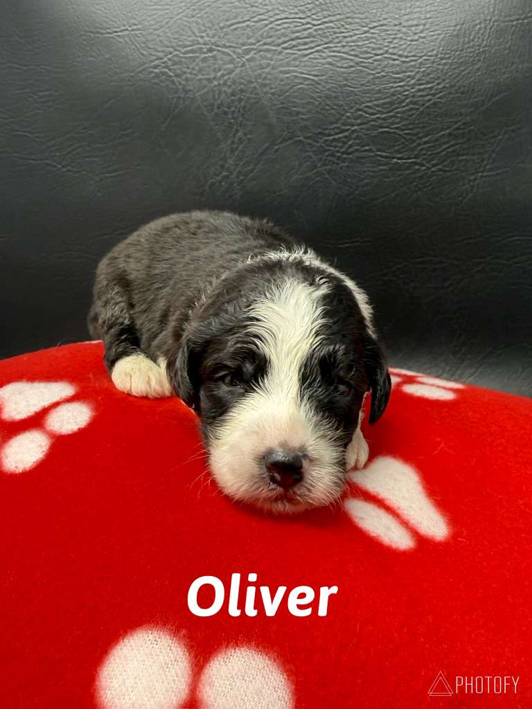Princess Bella Litters