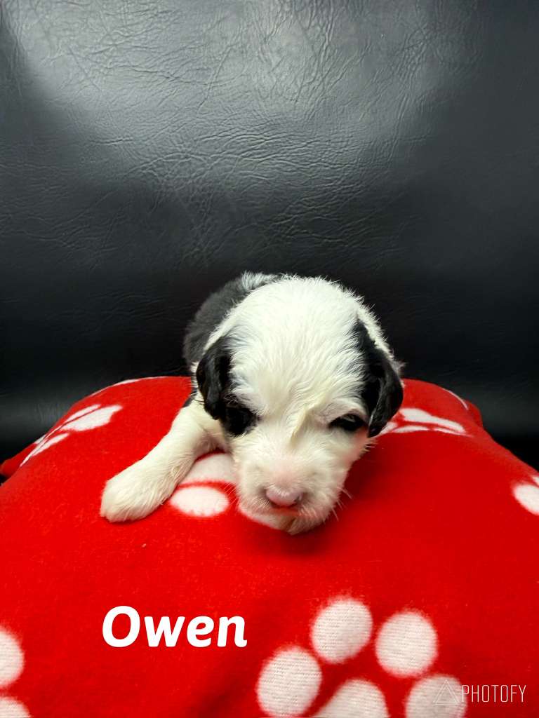 Princess Bella Litters