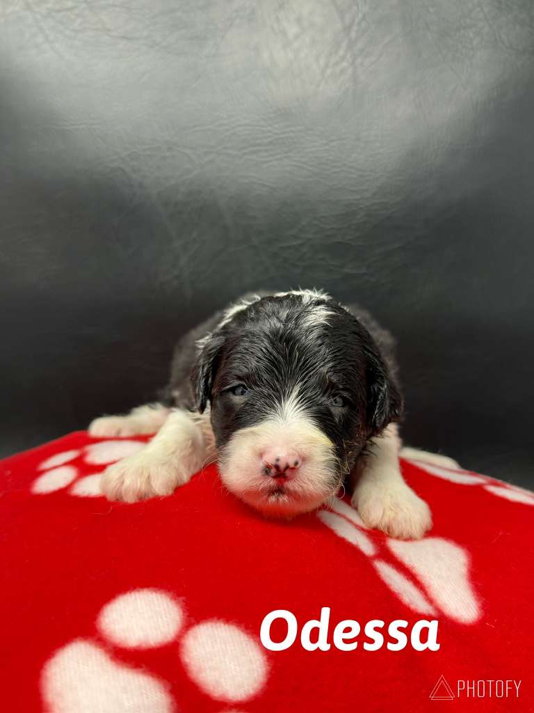 Princess Bella Litter