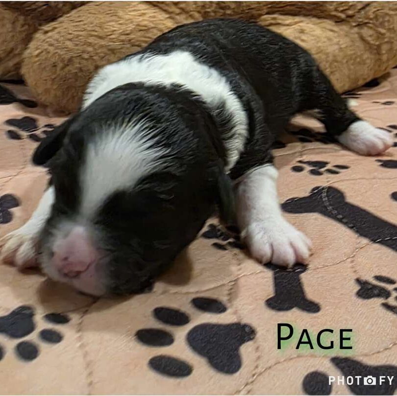 Page