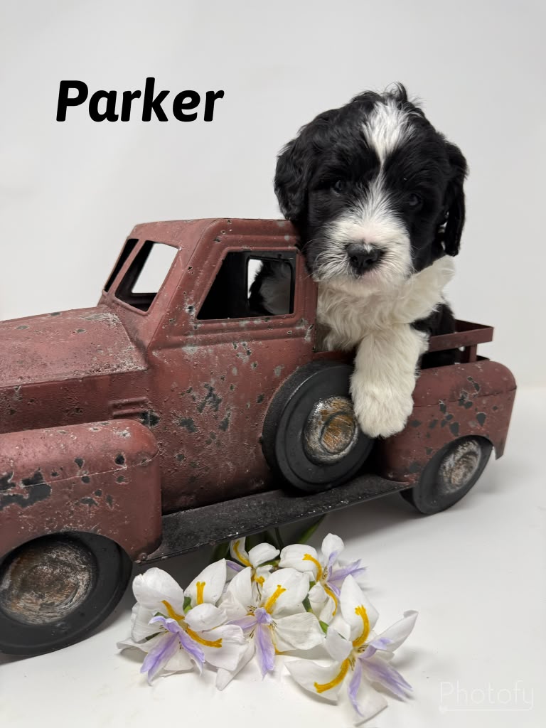 Caminis Parker