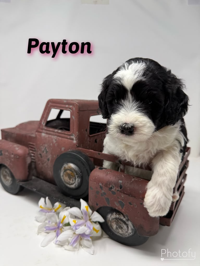 Caminis Payton
