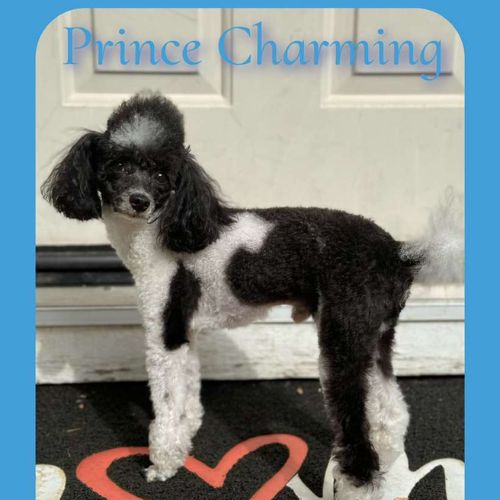 Prince Charming