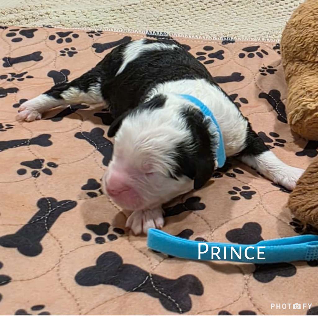 Prince