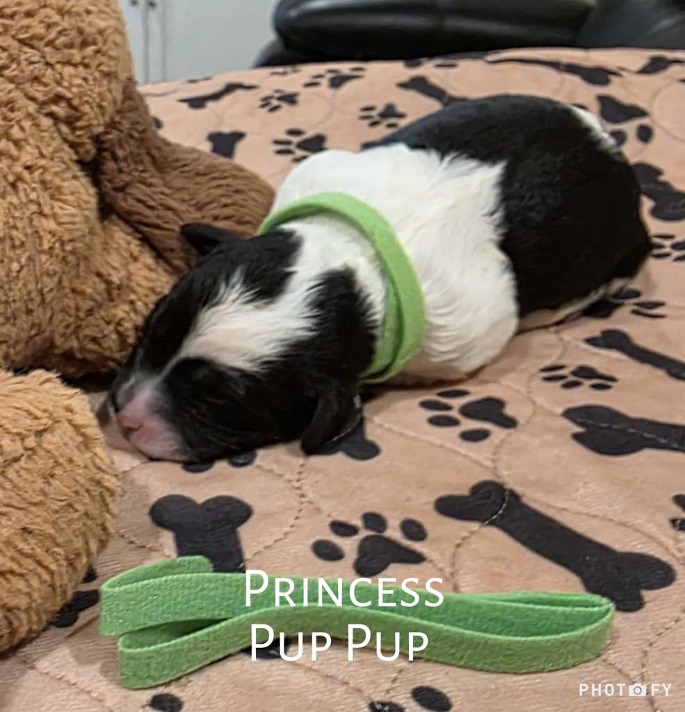 Pup Pup